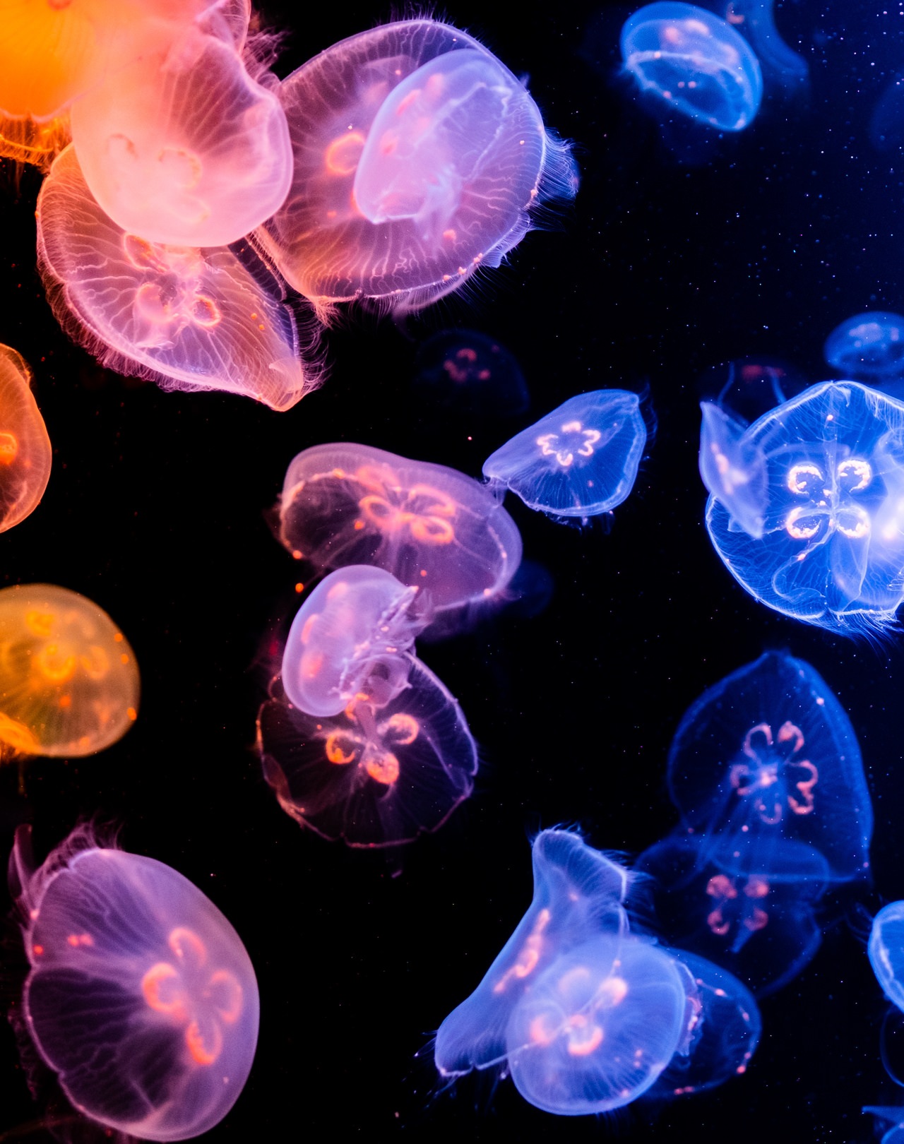 夜の水族館を貸切！生き物たちとの急接近で、これまで知らなかった意外な一面を「みる」