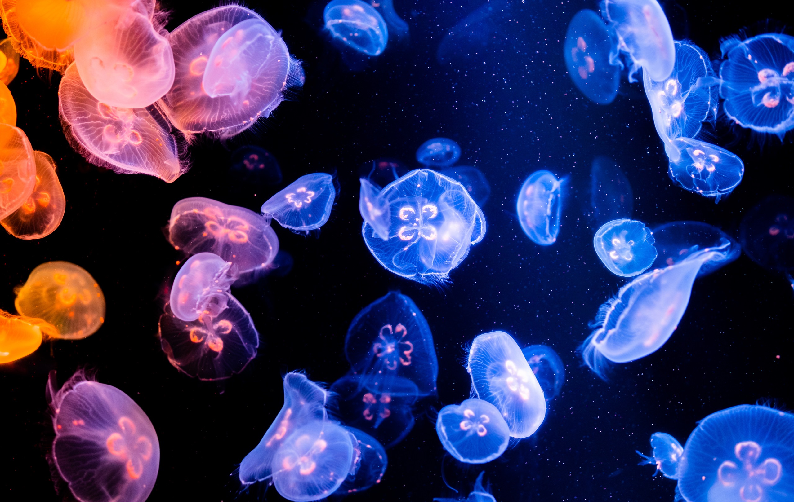 夜の水族館を貸切！生き物たちとの急接近で、これまで知らなかった意外な一面を「みる」