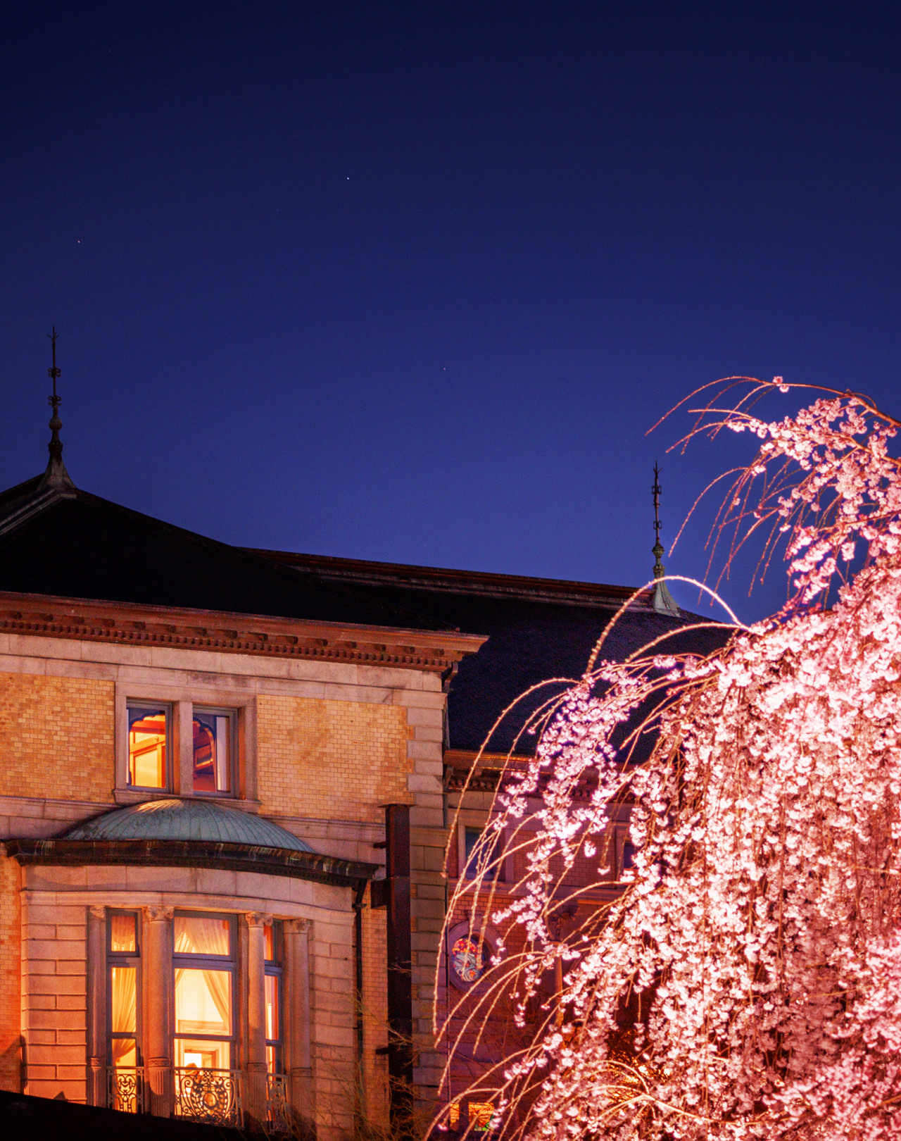 京都祇園の夜桜を貸し切り。歴史ある洋館でディナーをしながら「みる」