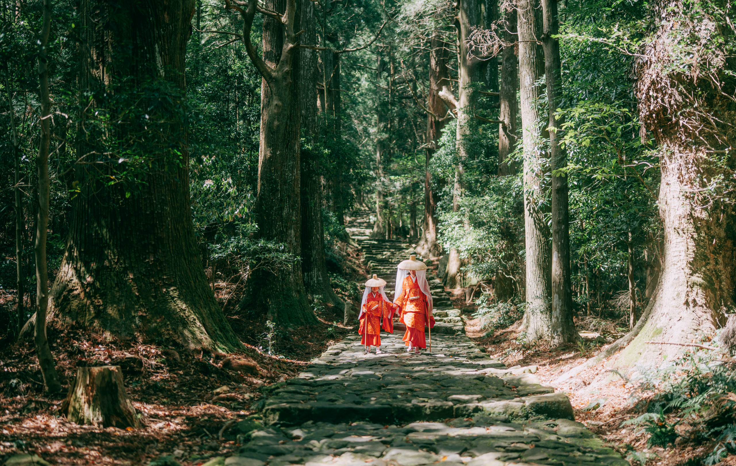 いにしえと今を紡ぐ道「熊野古道」。千年の歴史と自然が交差する美しい旅路を「みる」