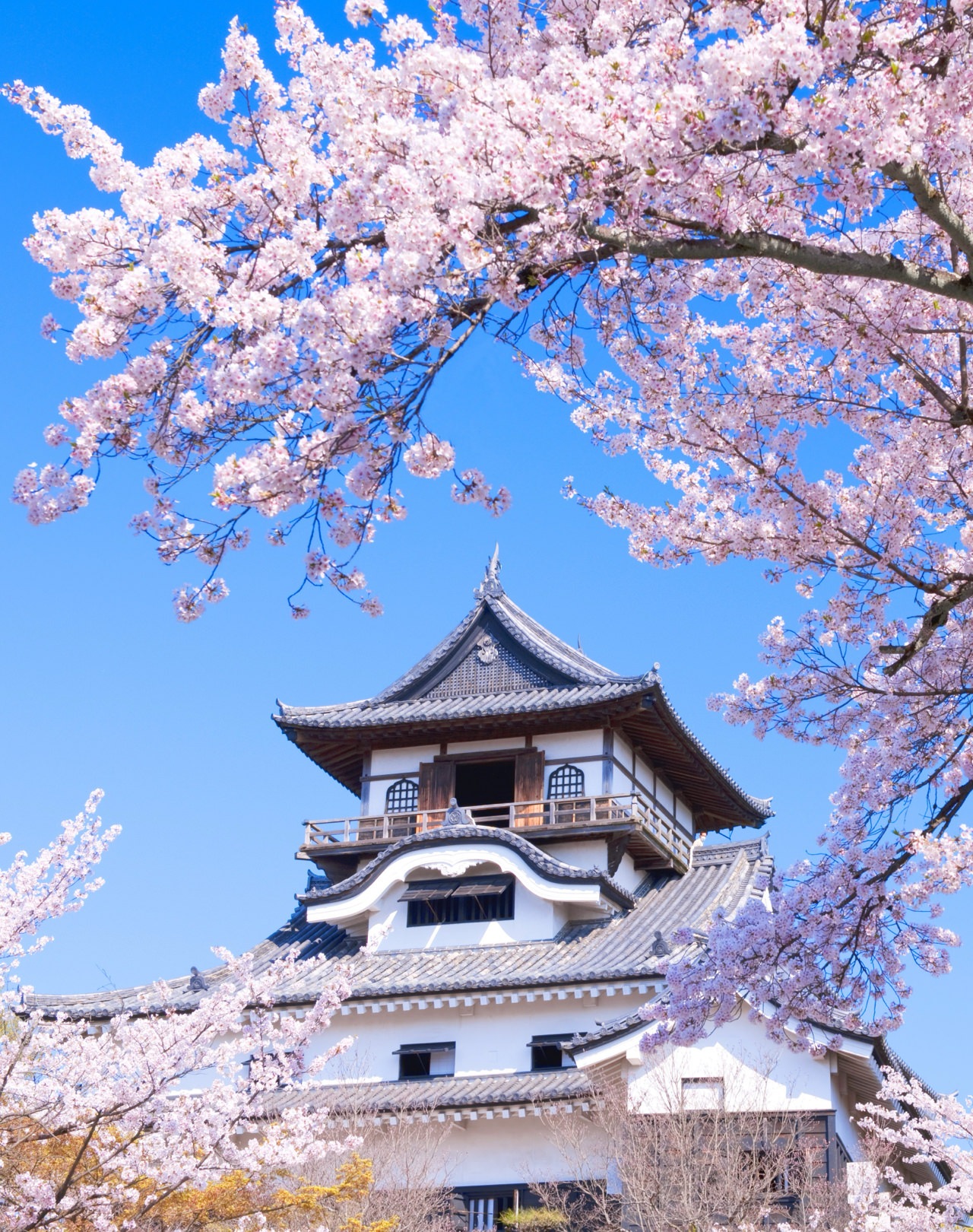 城下に春を告げる灯と音の祝祭。国宝・犬山城の麓で、幻想的な日本の美を「みる」。