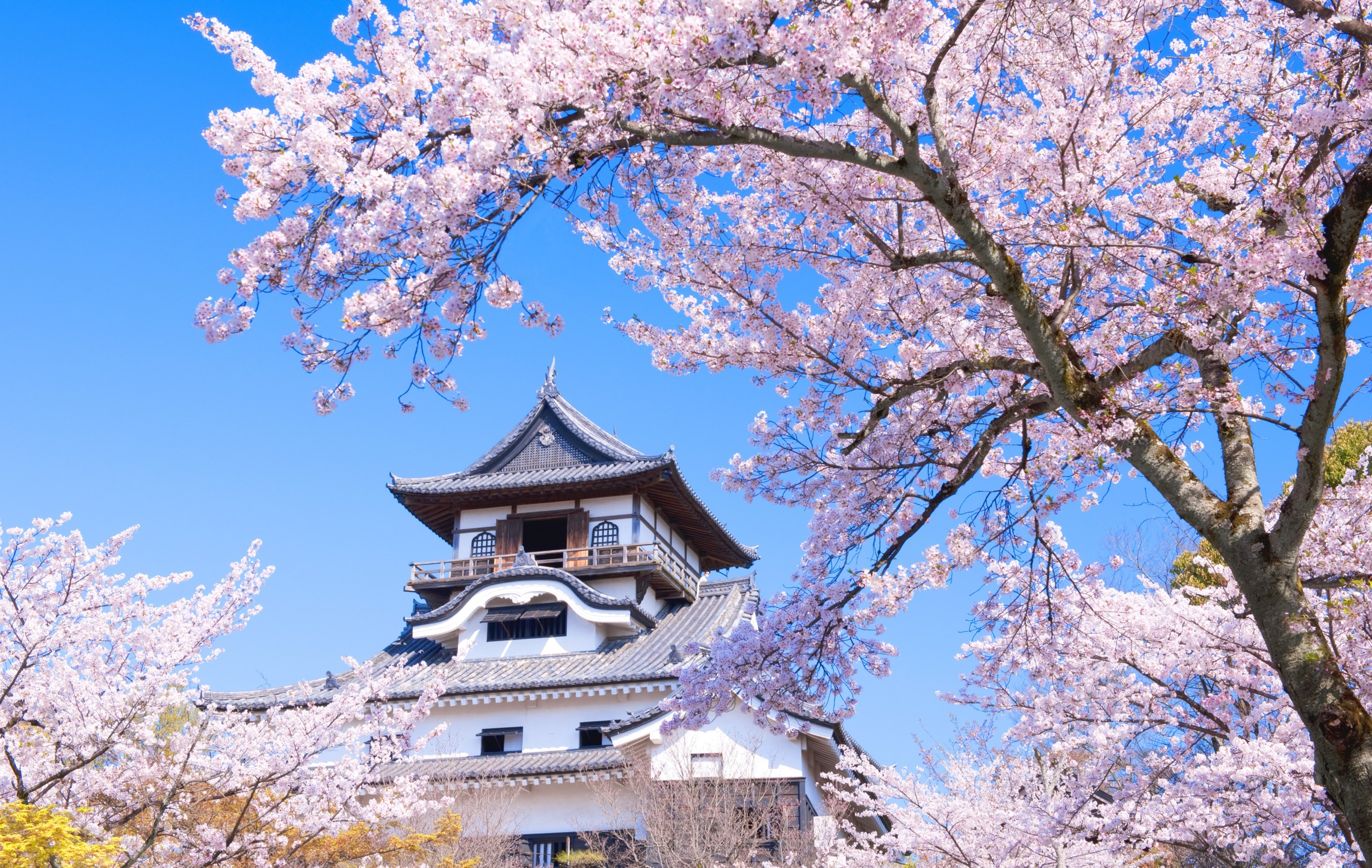 城下に春を告げる灯と音の祝祭。国宝・犬山城の麓で、幻想的な日本の美を「みる」。