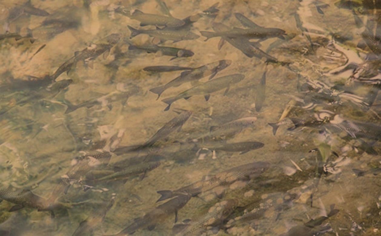 見え方イメージ ブラウン After