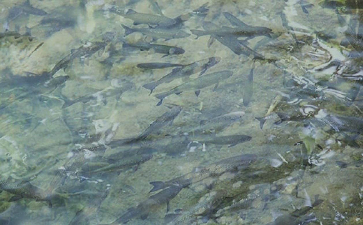 見え方イメージ グレー After