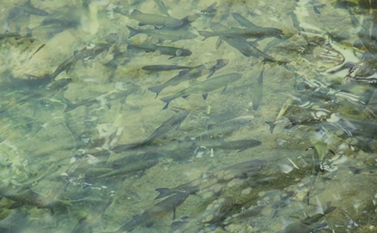 見え方イメージ グリーン After