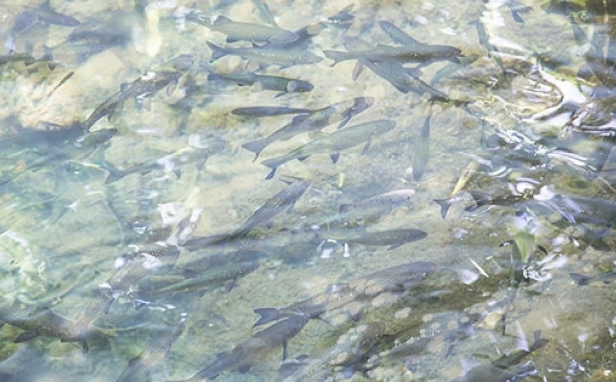 見え方イメージ グレー Before